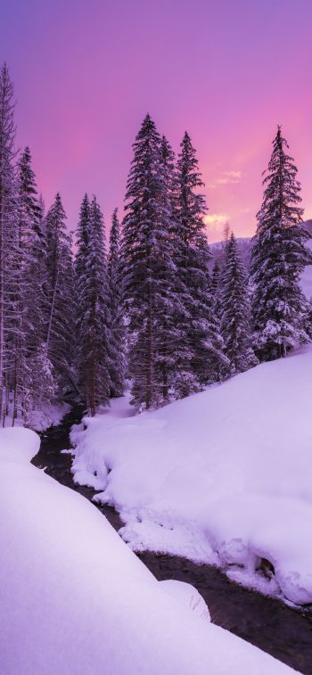 winter, nature, forest Wallpaper 1242x2688