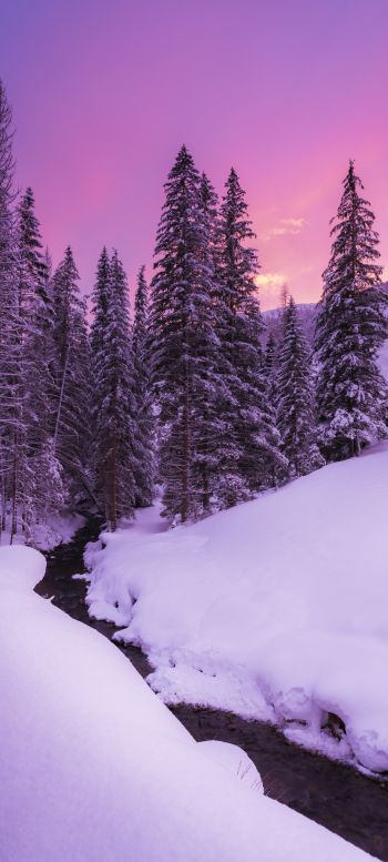 winter, nature, forest Wallpaper 1080x2400