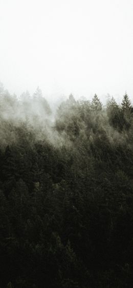 Обои 1080x2340 лес, туман