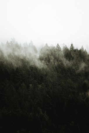 Обои 4000x6000 лес, туман