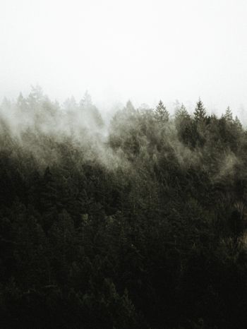 Обои 2048x2732 лес, туман