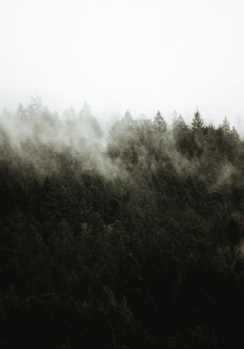 Обои 1668x2388 лес, туман