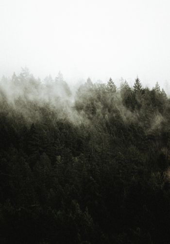 forest, fog Wallpaper 1640x2360