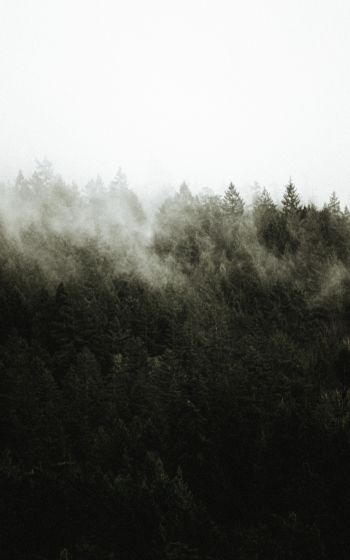 Обои 1200x1920 лес, туман