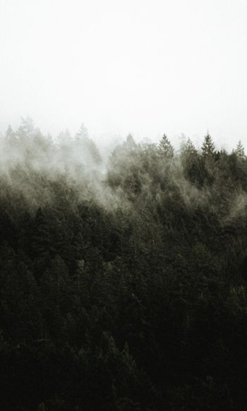 Обои 1200x2000 лес, туман