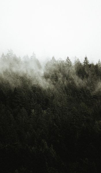 Обои 600x1024 лес, туман