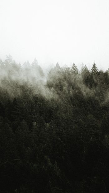 Обои 640x1136 лес, туман