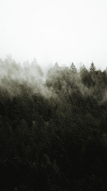 Обои 2160x3840 лес, туман