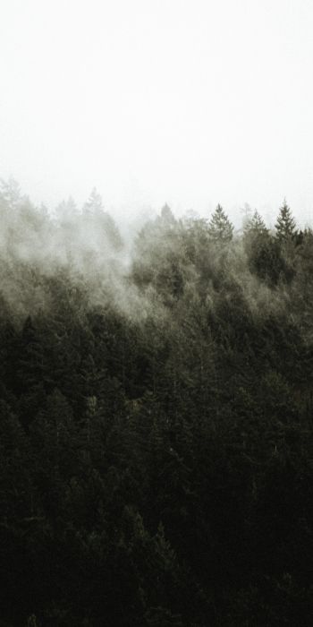 Обои 720x1440 лес, туман
