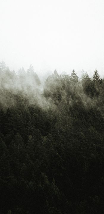 Обои 1440x2960 лес, туман