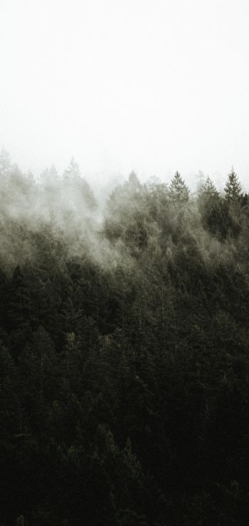 Обои 720x1520 лес, туман