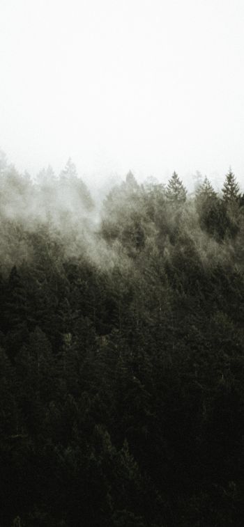 Обои 1170x2532 лес, туман