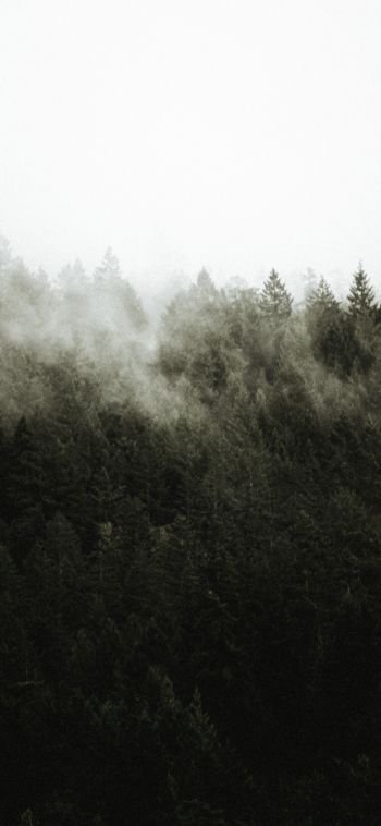 forest, fog Wallpaper 1080x2340