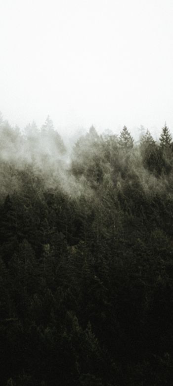 Обои 1080x2400 лес, туман