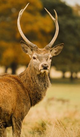 deer, horn Wallpaper 600x1024