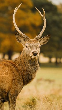 deer, horn Wallpaper 640x1136