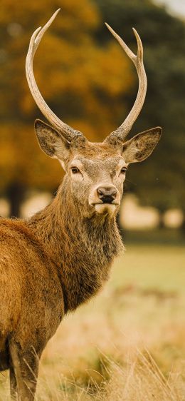 deer, horn Wallpaper 1284x2778