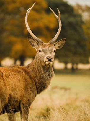 deer, horn Wallpaper 1620x2160