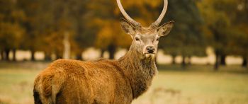 deer, horn Wallpaper 2560x1080