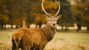 deer, horn Wallpaper 1366x768