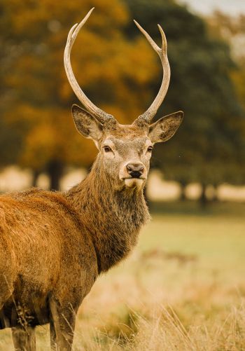 deer, horn Wallpaper 1668x2388