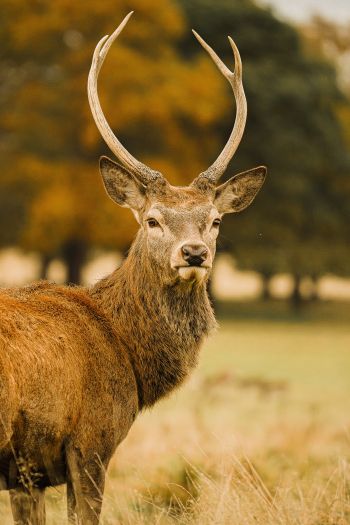 deer, horn Wallpaper 640x960