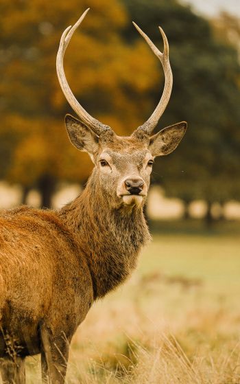 deer, horn Wallpaper 1752x2800