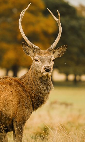 deer, horn Wallpaper 1200x2000
