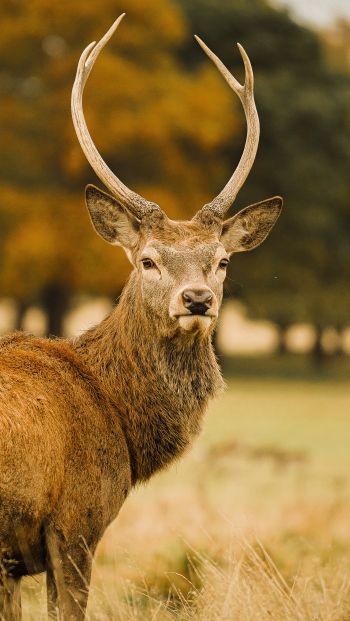 deer, horn Wallpaper 640x1136