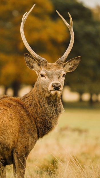 deer, horn Wallpaper 750x1334