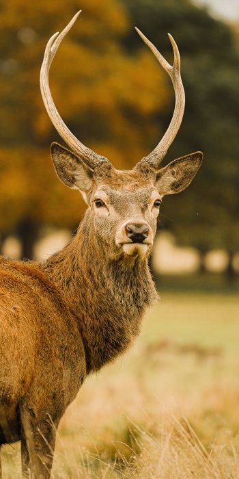 deer, horn Wallpaper 720x1440