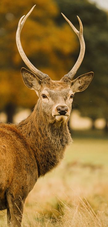 deer, horn Wallpaper 1080x2280