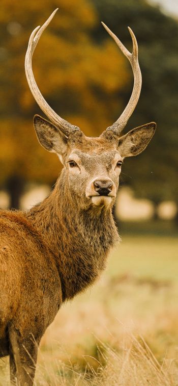 deer, horn Wallpaper 1242x2688