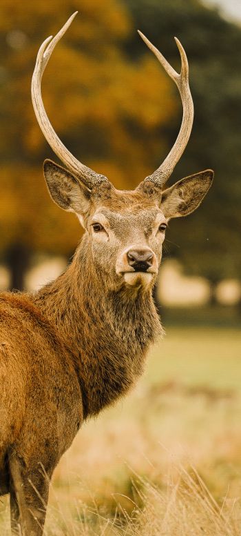 deer, horn Wallpaper 1080x2400