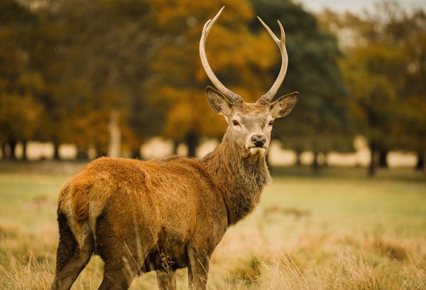 deer, horn Wallpaper 5205x3556