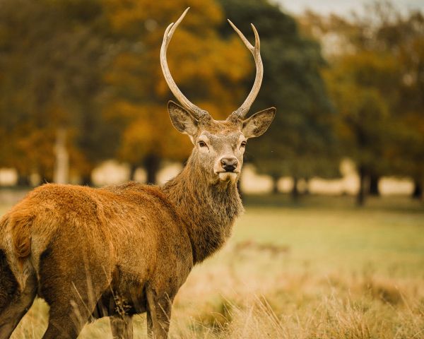 deer, horn Wallpaper 1280x1024