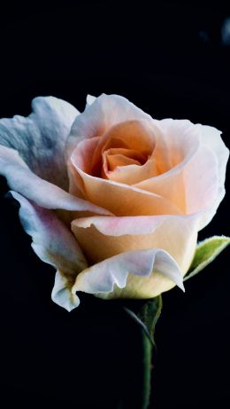 Обои 640x1136 белая роза, роза, бутон