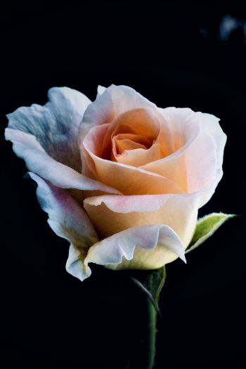 Обои 640x960 белая роза, роза, бутон