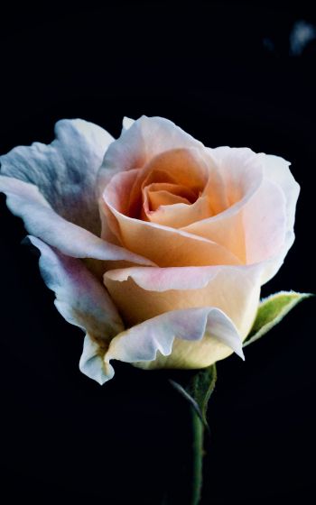 white rose, rose, bud Wallpaper 1200x1920