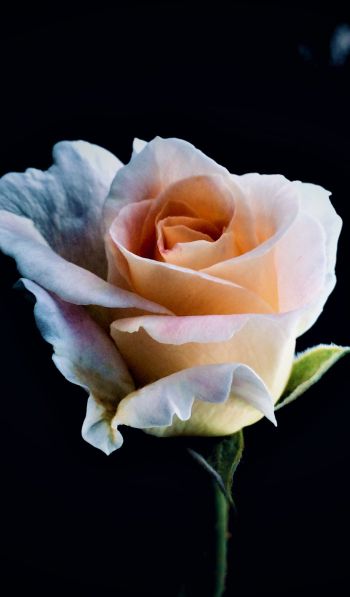 white rose, rose, bud Wallpaper 600x1024