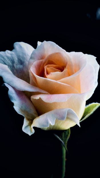white rose, rose, bud Wallpaper 640x1136