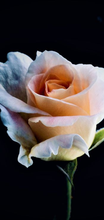 white rose, rose, bud Wallpaper 720x1520