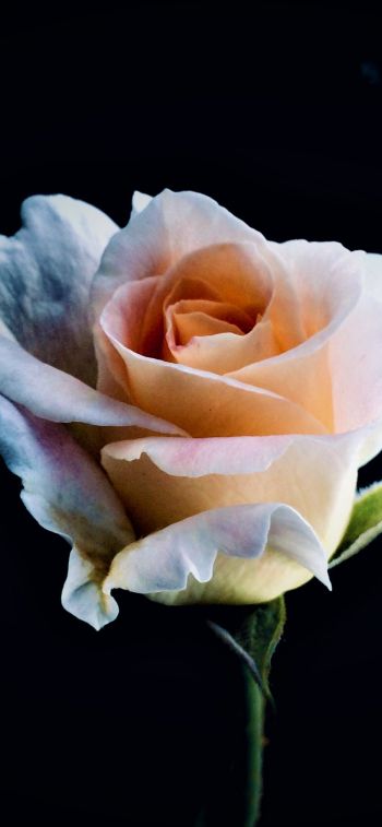 white rose, rose, bud Wallpaper 828x1792