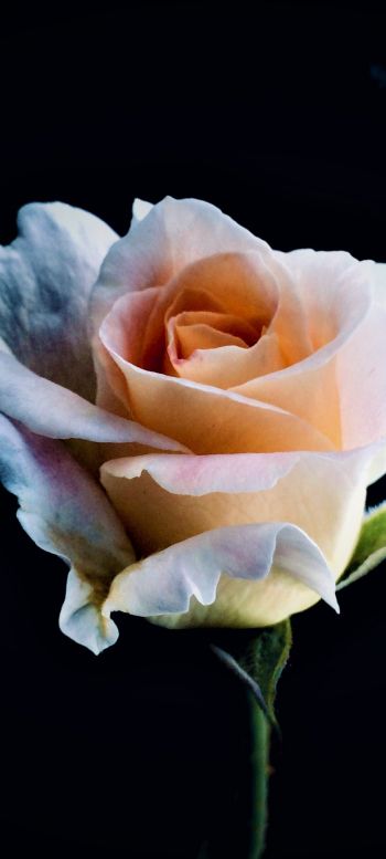 white rose, rose, bud Wallpaper 720x1600