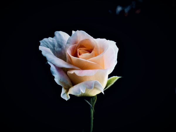 Обои 2615x1962 белая роза, роза, бутон
