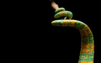 chameleon tail, lizard Wallpaper 2560x1600