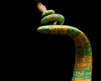 chameleon tail, lizard Wallpaper 1280x1024