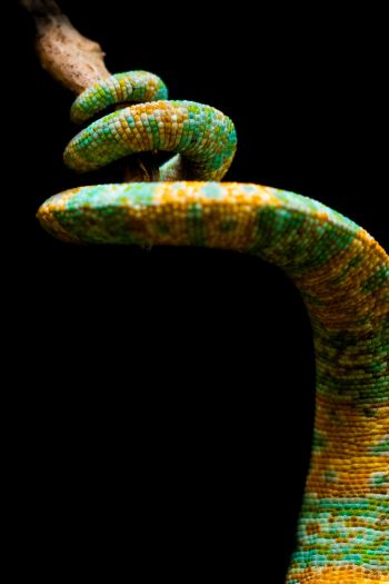 chameleon tail, lizard Wallpaper 640x960