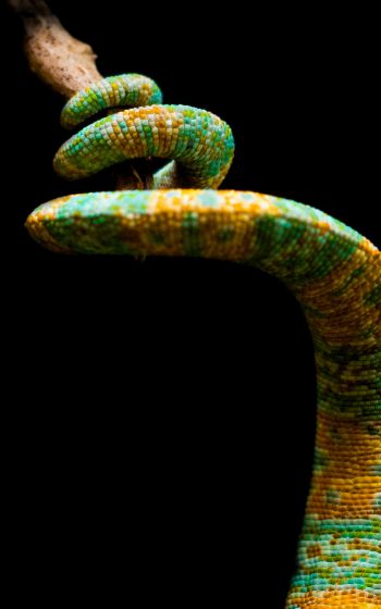 chameleon tail, lizard Wallpaper 800x1280