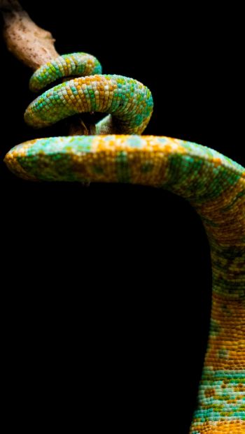chameleon tail, lizard Wallpaper 640x1136